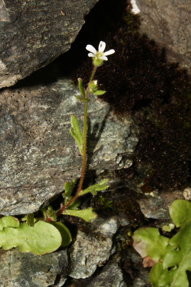 Saxifraga tridactylites / Sassifraga annuale